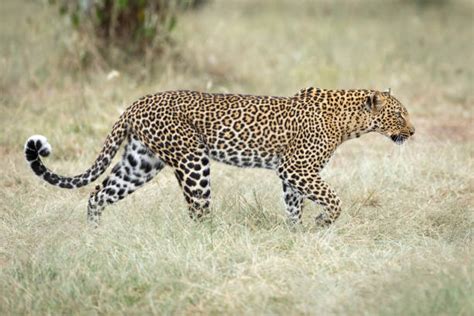 Leopard Full Body Walking Side View Stock Photos Pictures And Royalty