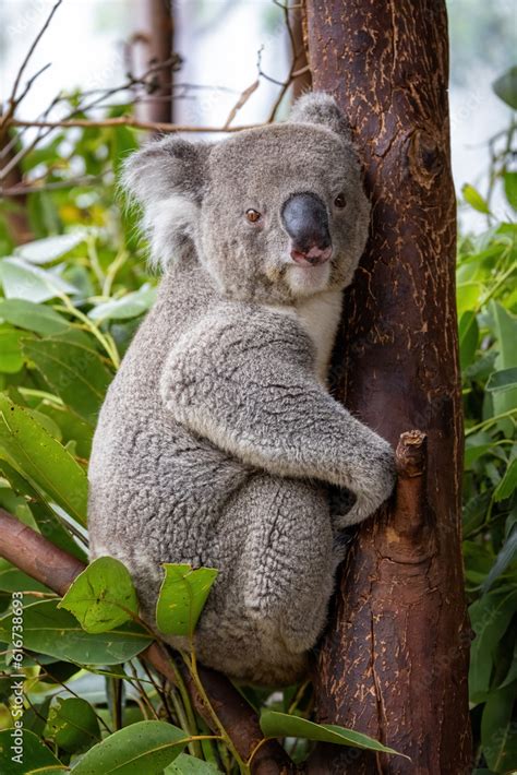 An adult koala, Phascolarctos cinereus, in a tree, Sydney, Australia ...