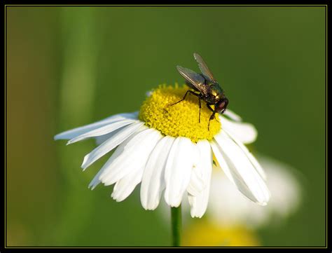 Brummi Foto & Bild | nr. 2 Bilder auf fotocommunity