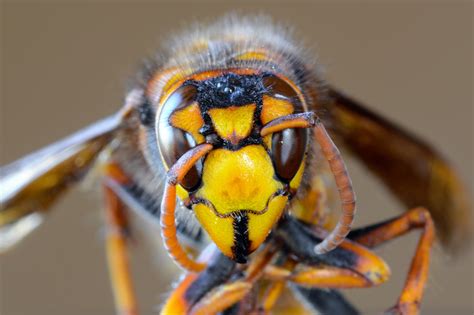 Murder Hornets Appear to Have Been Driven Out of the U.S. - Newsweek