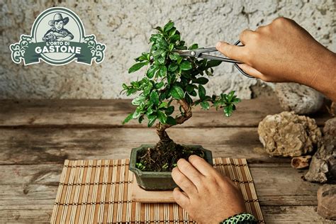 Come Potare Un Bonsai Lorto Di Gastone