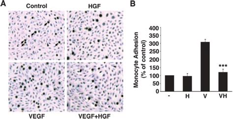 Hgf Inhibits Vegf Induced Leukocyte Adhesion To Huvecs A Huvecs Were