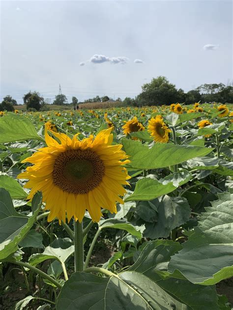 Sunflower Nature Free Photo On Pixabay Pixabay