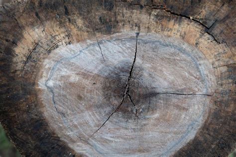 close  wood texture  nature background stock image image