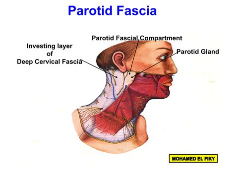 Parotid Gland Ppt