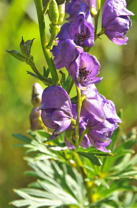 Aconitum napellus vulgare L acónito Bielsa Aragón Esp Flickr