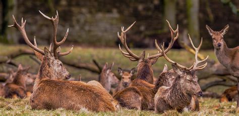 Deer Free Stock Photo - Public Domain Pictures