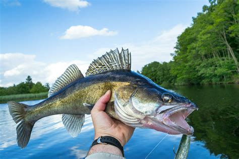 The Beginners Guide To Freshwater Fishing Tips And Tricks For A