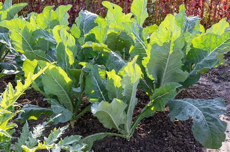 Blattkohl im Gemüsebeet Brassica Bild kaufen 13766890