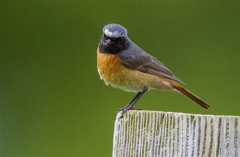 Male Common Redstart