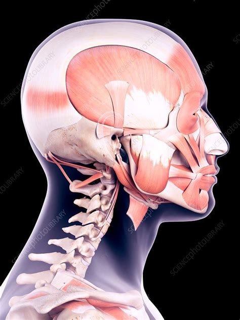 Human head muscles, illustration | Head muscles, Muscle anatomy, Human head