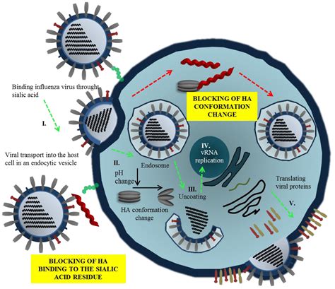 Viruses Free Full Text Perspective Of Use Of Antiviral Peptides