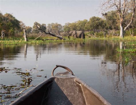 Wildlife of Botswana - O Bona Moremi Safari Lodge