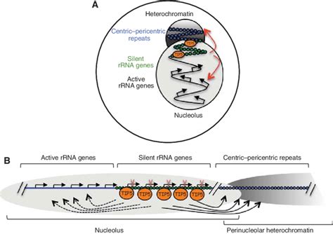 Tip Mediates The Heterochromatin At The Nucleolar Perinucleolar