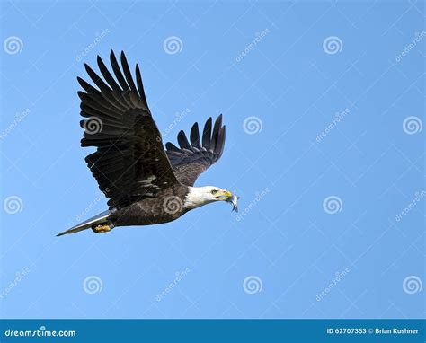 American Bald Eagle With Fish Stock Image Image Of Bald Fishing