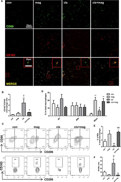 Frontiers Magnolol Attenuates Cisplatin Induced Muscle Wasting By M C