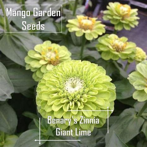 Benary Giant Lime Zinnia Seeds 20 Seed Pot Friendly Tanam Pasu