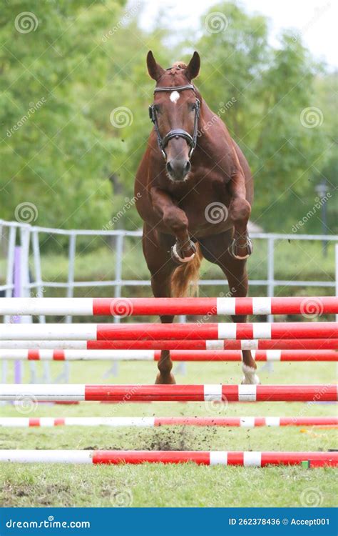 Free Jumping Competition at Rural Animal Farm Stock Photo - Image of ...