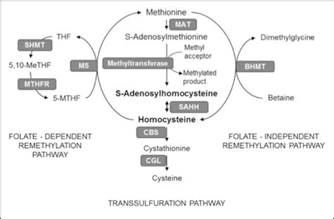 What Causes High Levels Of Homocysteine Homocysteine Test