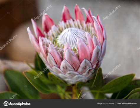 Protea National Flower South Africa Best Flower Site