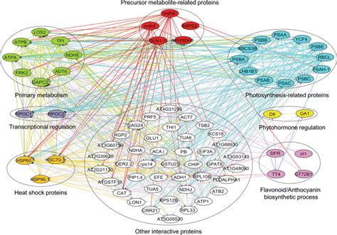 Protein Protein Interaction Network Of Deps From Jg Lp And Dp Leaves