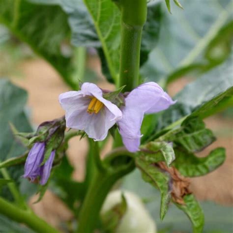 Aubergine Africaine Gboma Kombara Bio La Boîte à Graines