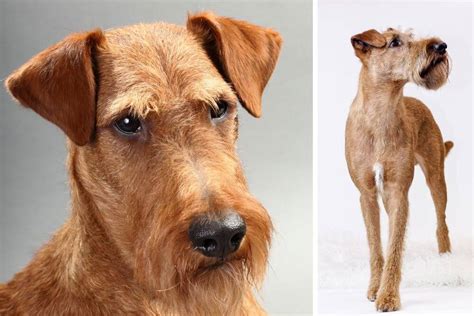 Irish Terrier Guide Info And Facts About This War Hero