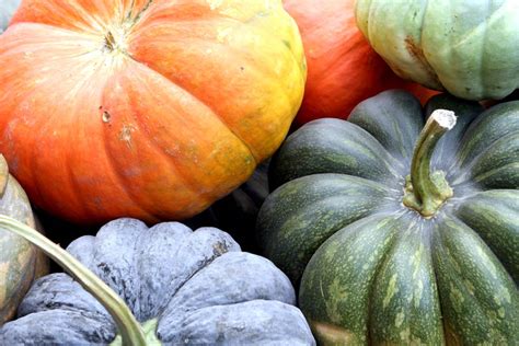 Heirloom Pumpkin Varieties: Recommendations and Timing