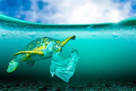 Powerful Reasons Why Plastic Bags Should Be Banned Immediately