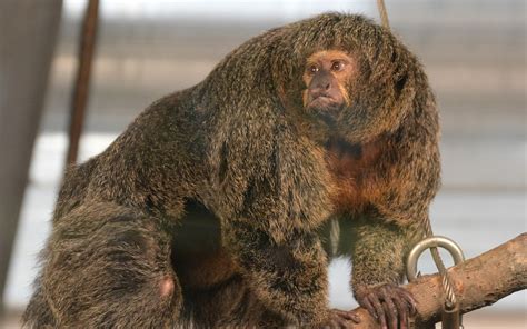 Why Does This 'Buff Monkey' Look Ridiculously Ripped? | Live Science