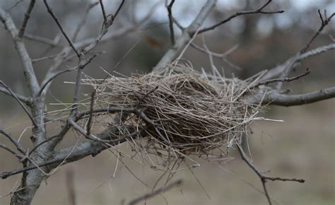 Tree Surgeons In Kent And Local Area Broadleaf Tree Surgery