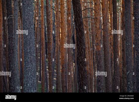 Bosque De Pino Silvestre Pinus Sylvestris Navaleno Soria Comunidad