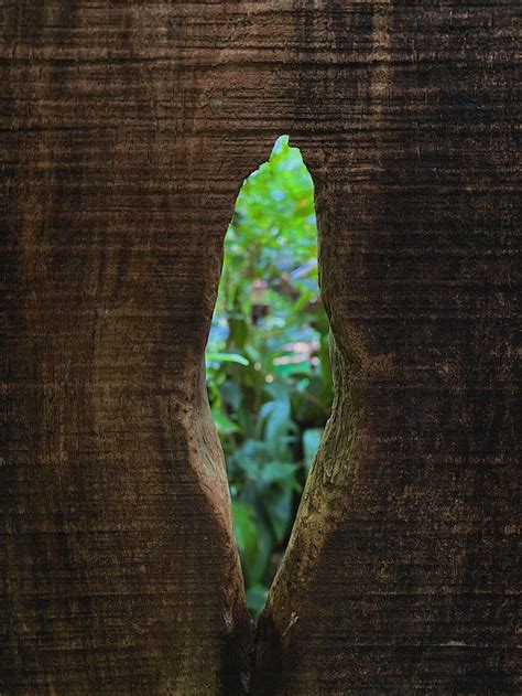 An Open Hole In The Side Of A Tree Trunk