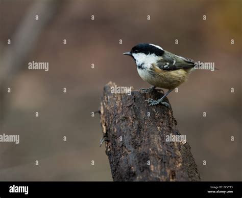 The Diminutive Coal Tit Periparus Ater Stock Photo Alamy