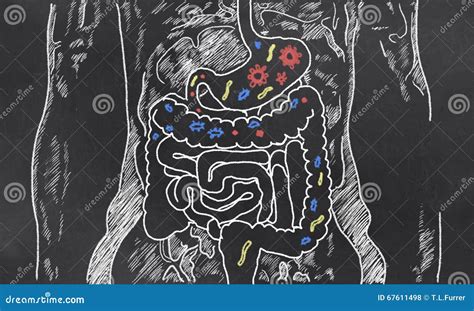 Intestines Sketch With Guts Bacteria Stock Illustration Illustration