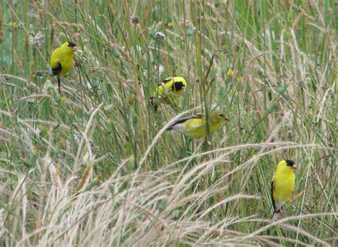 American Goldfinch Spinus Tristis Natureworks