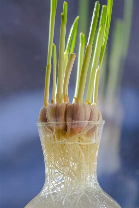 How To Grow Your Own Garlic Indoors For An Endless Supply! - Mental Scoop