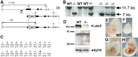 Lats2 Targeted Disruption And Lats2 À À Embryo Abnormalities A