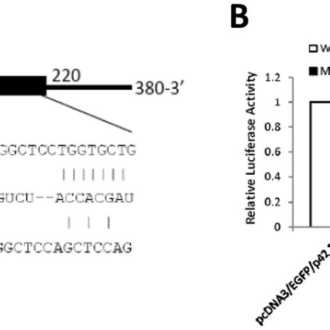 A The Sequence Of Mir 29a With The Putative Binding Site In The Human Download Scientific