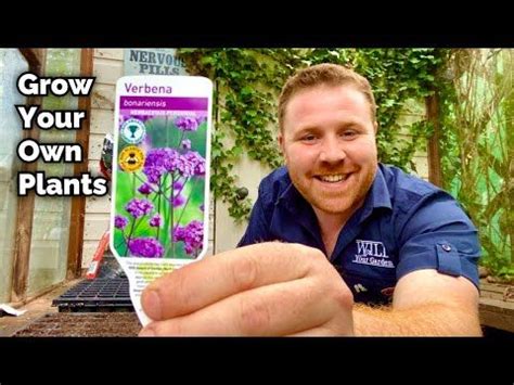 How To Grow Your Own Plants From Seed Verbena Bonariensis Plants