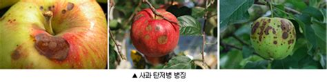 사과 탄저병 발생 잦은 시기 방제 신경 써야 푸드경제신문 Organiclife