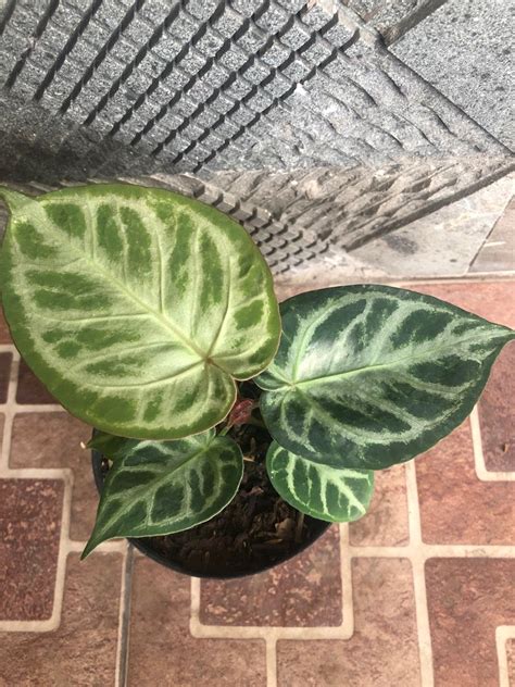 Anthurium Dorayaki Silver Furniture Home Living Gardening Plants