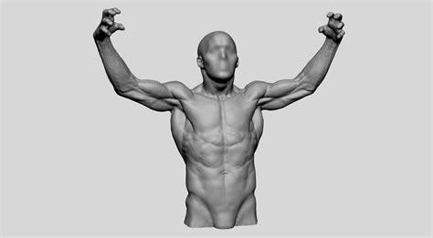 Modelo D Torso Masculino V Turbosquid