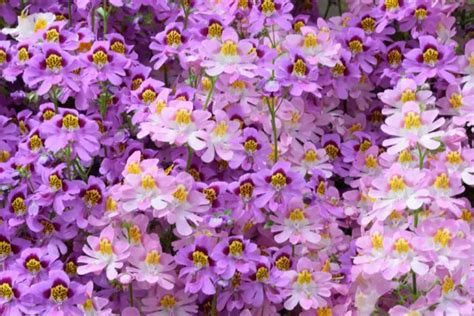 Butterfly Flower Schizanthus The Complete Guide Gardening Champion