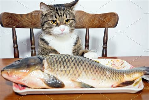 27+ Hits Gambar Lucu Kucing Makan Ikan Terkini | Memelucu22