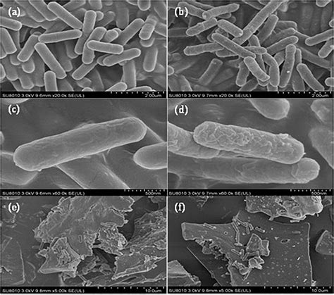 Frontiers Combined Effects Of Bacillus Sp M6 Strain And Sedum