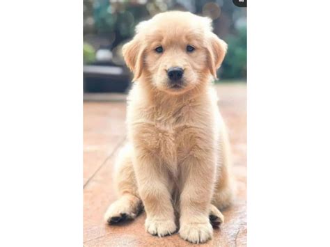 Los Gratuitos Bonitos Cachorros De Golden Retriever Soria