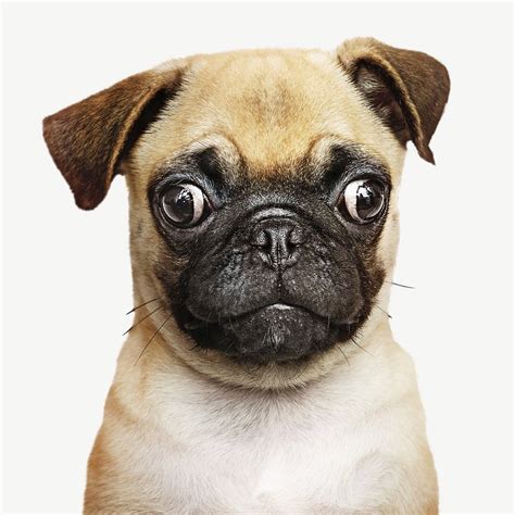 Cute Puppy Dog Eyes Images | Free Photos, PNG Stickers, Wallpapers ...