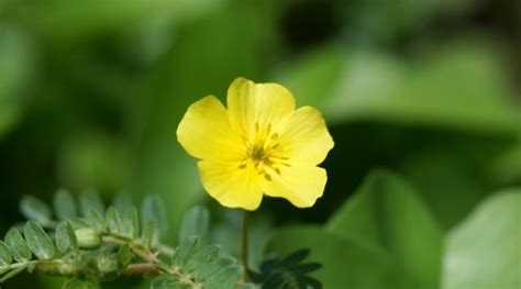 Como funciona o tribulus terrestris O medicamento é seguro