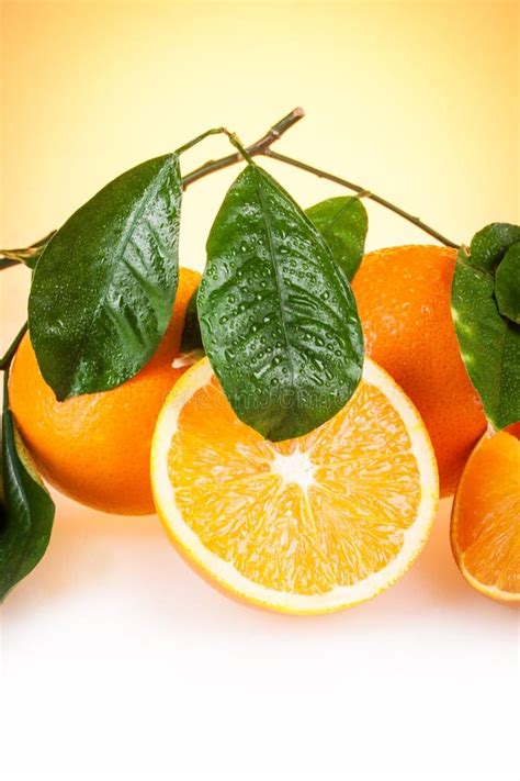 Orange Fruit Stock Photo Image Of Juicy Fruit Tree 57037648